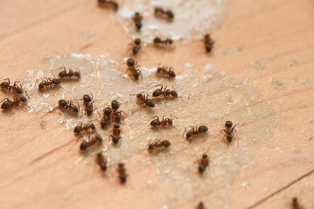 Best Wildlife Control Services  in Latta, SC